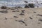 Tired relaxing seals at the beach