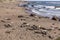 Tired relaxing seals at the beach