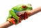 Tired, sad or sick red eyed tree frog