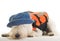 Tired Sailor - dog with life jacket and hat