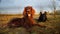 Tired Shepherd and Irish Setter dogs lying on grass in meadow during walk