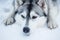 Tired Siberian husky sled dog closeup