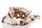 Tired sibiran husky puppy on white background