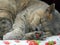 Tired sleeping pedigree british shorthair cat asleep dreaming dreams napping