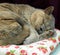 Tired sleeping pedigree british shorthair cat asleep dreaming dreams napping