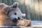 Tired sleeping relaxing brown bear in zoo