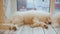 Tired sleeping samoyed puppies lying on the floor