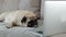 Tired, sleepy cute pug lies with a laptop