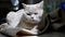 Tired Sleepy Domestic Cat Sits on a Soft Crumpled Carpet in the Rays of Sunlight