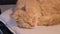 tired sleepy kitten resting on beige pillow. cute fluffy ginger cat sleeping