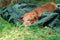 Tired small dog, a dachshund, is sleeping sweetly on a camp