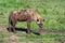 Tired spotted hyena or crocuta in savannah
