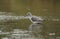 Tired spring migrant Common greenshank  Tringa nebularia