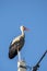 Tired stork with long red beak resting on the pole