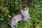 Tired striped cat yawns. Close up of cat lying in grass