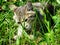 Tired striped cat yawns. Portrait of domestic short-haired tabby tom cat relaxing in the garden. Close up of sleepy tomcat lying i