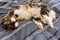 Tired tabby cat resting on blue duvet cover