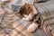 Tired tabby cat resting under tartan wool blanket with fringe