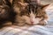 A tired tabby cat sleeping on a woollen blanket