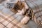 Tired tabby kitten sleeping under pale blue tartan blanket with copy space