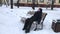A tired teenager boy sitting on a bench in a snowy park and resting after winter sport activity and games, playing