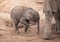 Tired and thirsty baby African elephant at a dry waterhole