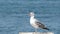 Tired thirsty seagull against blue sea background. larus argentatus omissus. European Herring Gull