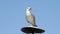 Tired thirsty seagull against blue sky background. larus argentatus omissus. European Herring Gull