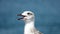 Tired thirsty seagull against blurred blue sky background. larus argentatus omissus. European Herring Gull