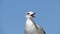 Tired thirsty seagull against blurred blue sky background. larus argentatus omissus. European Herring Gull