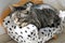 Tired tiger cat on a dalmatian couch