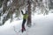 Tired traveler, in snowshoes, is sawing wood