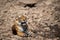 Tired, weak and hungry tiger from days. Wild cat in natural habitat at ranthambore national park, Rajasthan