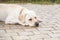 Tired yellow Labrador Retriever laying in park