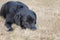 Tired Young Female Labrador Retriever