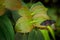 Tirumala hamata, blue tiger butterfly from Australia. Nice insect in the green, butterfly sitting on the green leave, forest habit