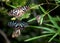 Tirumala septentrionis, an Indian butterfly on a bamboo leaf