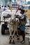 Tirupathi, Andhra Pradesh, India: Unidentified man using bullock cart to transport heavy load