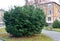 Tis berry Taxus baccata L. grows in the square. Kaliningrad