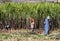 Tis Issat, Ethiopia - Feb 05, 2020: Ethiopian peasants working in the fields near the Blue Nile falls in Ethiopia