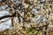 Tit bird is tweeting on a cherry blossom tree.