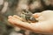 Tit chick sits on human hand palm on blurred natural background