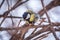 Tit with a damaged paw. Cute bird Great tit, songbird sitting on a branch without leaves in the autumn or winter