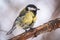 Tit with a damaged paw. Cute bird Great tit, songbird sitting on a branch without leaves in the autumn or winter