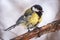 Tit with a damaged paw. Cute bird Great tit, songbird sitting on a branch without leaves in the autumn or winter