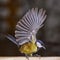 Tit freeze birds parus on the food. Speedlight photo