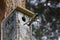 Tit Parus Major sitting outside the birdhouse with a insect in