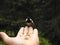 A Tit perched on a hand