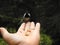 A Tit perched on a hand