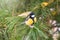 A tit sits on green spruce branches